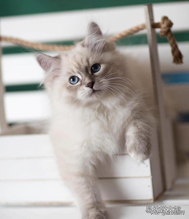 山猫纹布偶(山猫纹是什么意思)