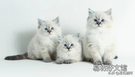 山猫纹布偶(山猫纹是什么意思)