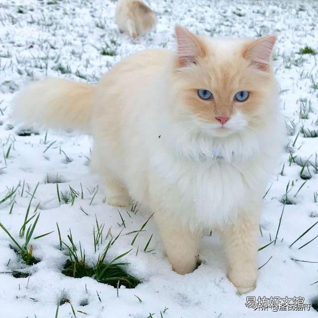 山猫纹布偶(山猫纹是什么意思)