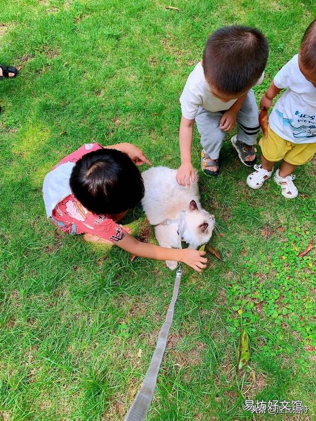 山猫纹布偶(山猫纹是什么意思)