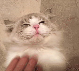 山猫纹布偶(山猫纹是什么意思)