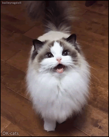 山猫纹布偶(山猫纹是什么意思)