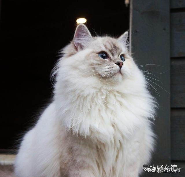 山猫纹布偶(山猫纹是什么意思)