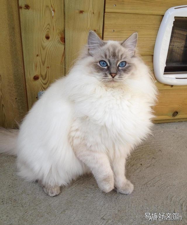 山猫纹布偶(山猫纹是什么意思)