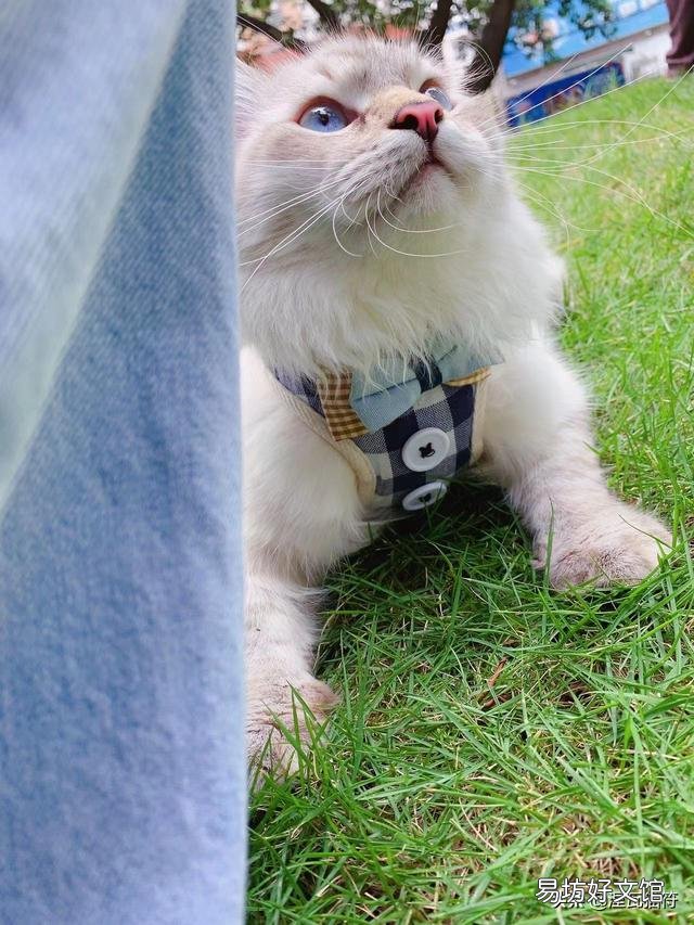 山猫纹布偶(山猫纹是什么意思)