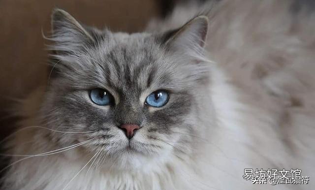 山猫纹布偶(山猫纹是什么意思)
