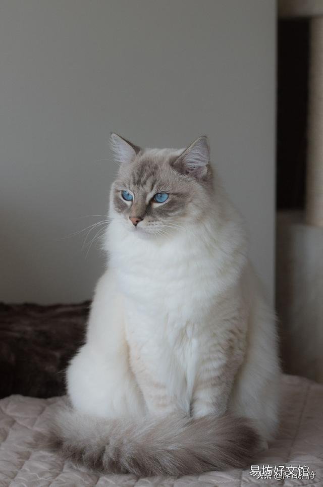 山猫纹布偶(山猫纹是什么意思)