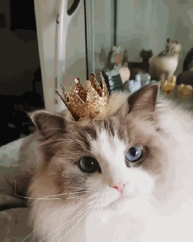 山猫纹布偶(山猫纹是什么意思)