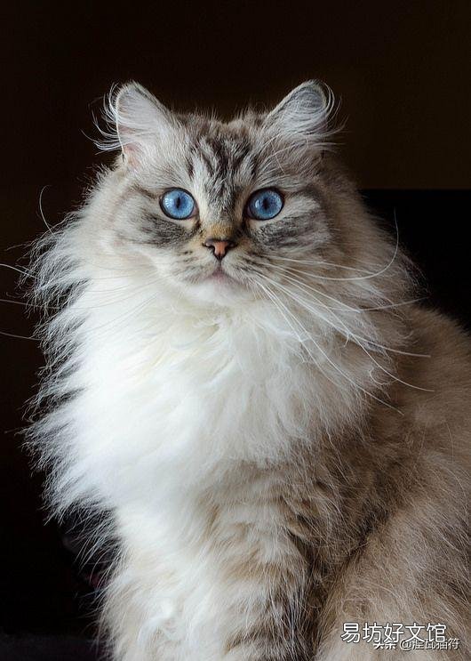 山猫纹布偶(山猫纹是什么意思)