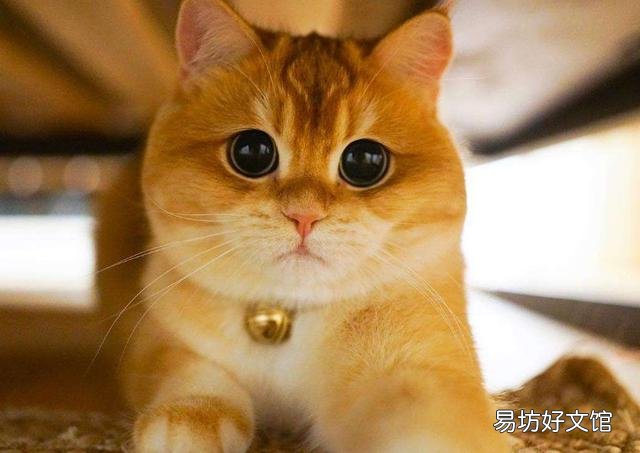 金渐层好养吗(英短金渐层好养吗)