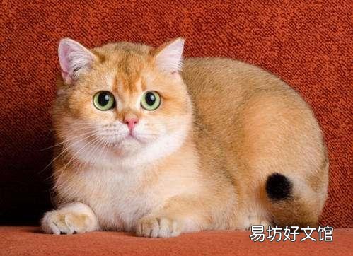 金渐层好养吗(英短金渐层好养吗)