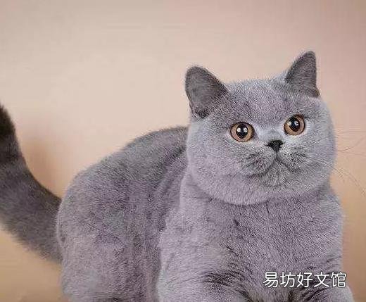 怎样挑选蓝猫幼猫图片(品相好的蓝猫幼猫图片)