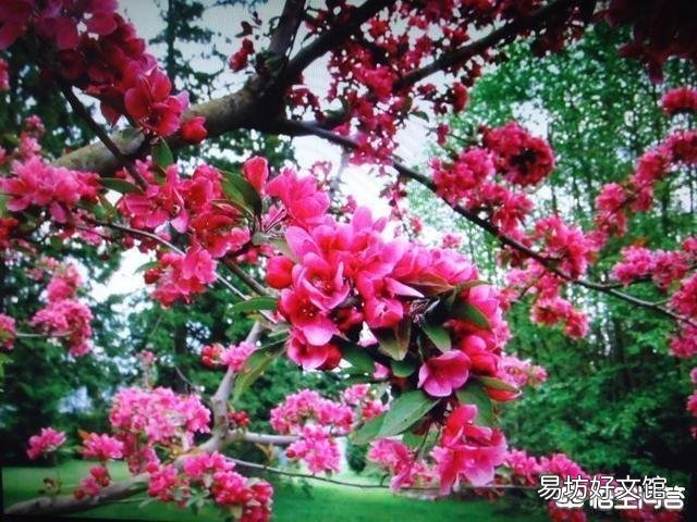 下联：朵朵桃花抖翠枝，上联怎么对？