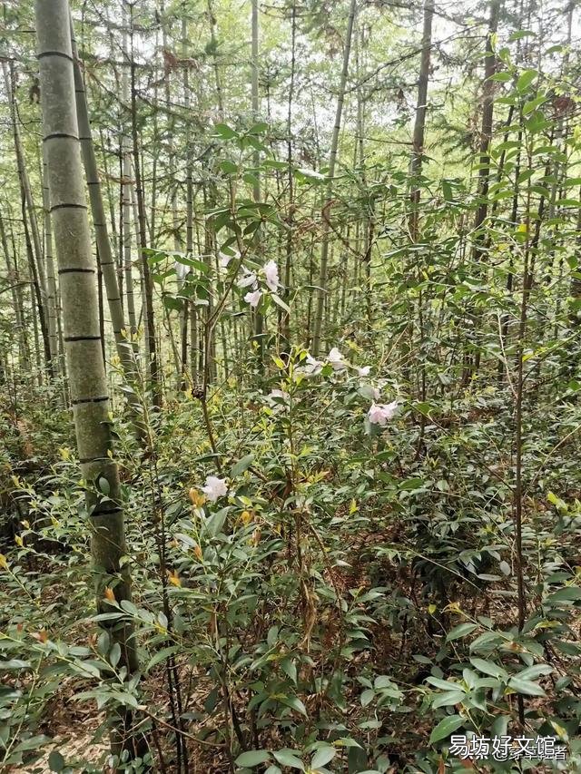 有没有自己写的诗或句?可不可以分享一下?