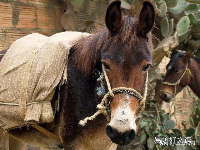 俗语说“宁死不吃骡子肉”，骡子肉很难吃吗？什么味道？