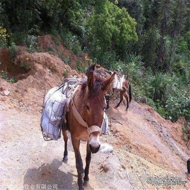 俗语说“宁死不吃骡子肉”，骡子肉很难吃吗？什么味道？