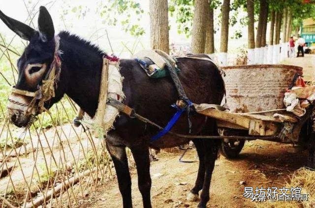 俗语说“宁死不吃骡子肉”，骡子肉很难吃吗？什么味道？
