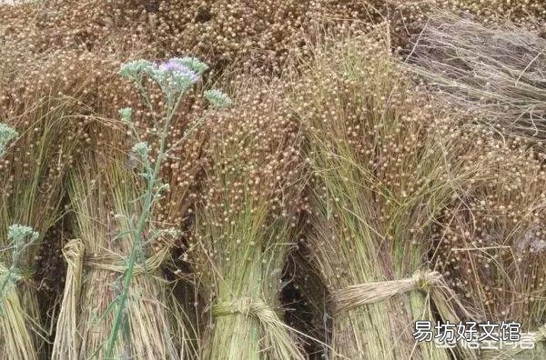 胡麻油哪里的人喜欢吃?
