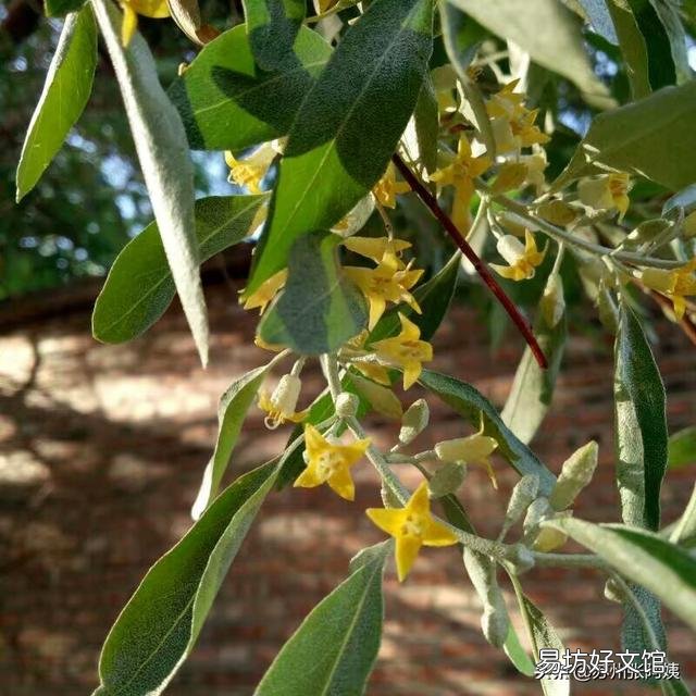 北方有什么好吃的是南方吃不到的?