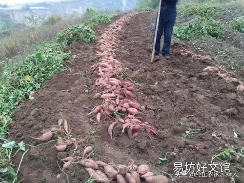 小时候家里穷，你都吃过什么一生难忘的东西？