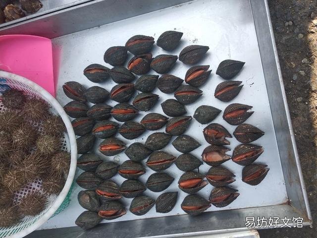 海边人吃海鲜,常说:蚶子拍,八带摔。知道什么意思吗?