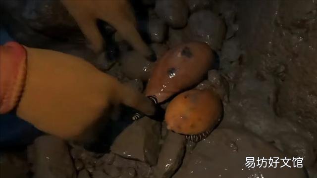 看到很多赶海人抓鱼的视频,海边的水坑真的有那么多鱼吗?