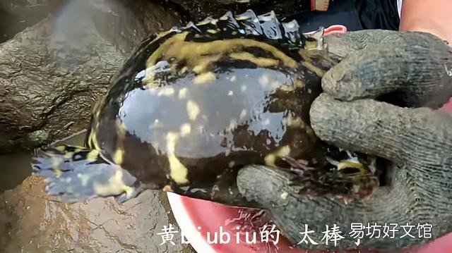 看到很多赶海人抓鱼的视频,海边的水坑真的有那么多鱼吗?