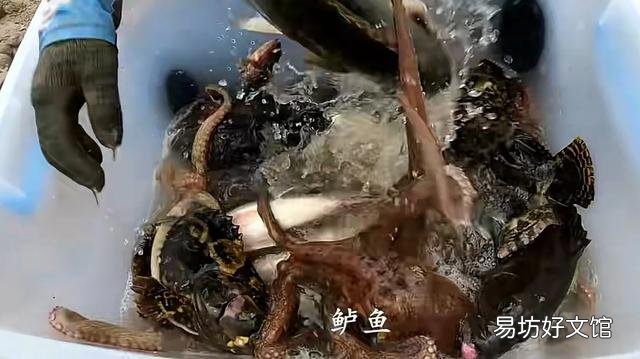 看到很多赶海人抓鱼的视频,海边的水坑真的有那么多鱼吗?
