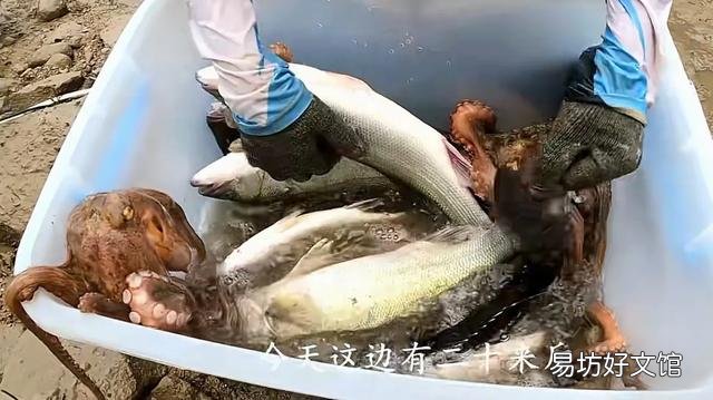 看到很多赶海人抓鱼的视频,海边的水坑真的有那么多鱼吗?