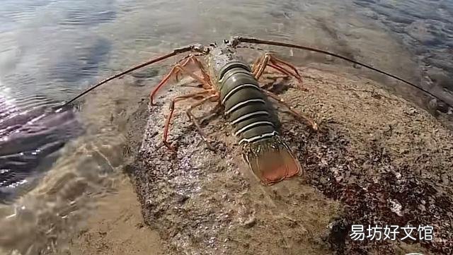 看到很多赶海人抓鱼的视频,海边的水坑真的有那么多鱼吗?