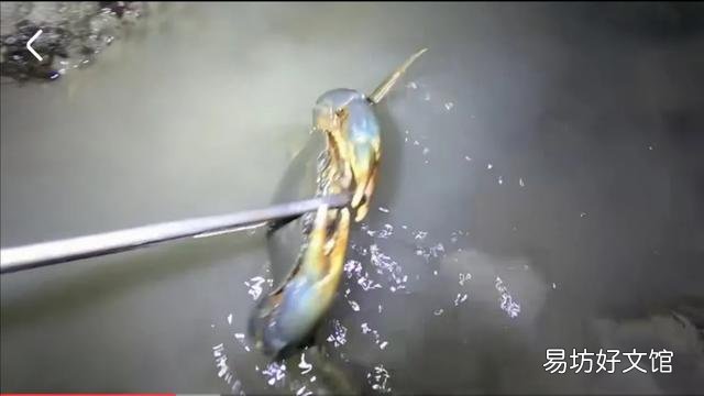 看到很多赶海人抓鱼的视频,海边的水坑真的有那么多鱼吗?