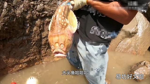看到很多赶海人抓鱼的视频,海边的水坑真的有那么多鱼吗?