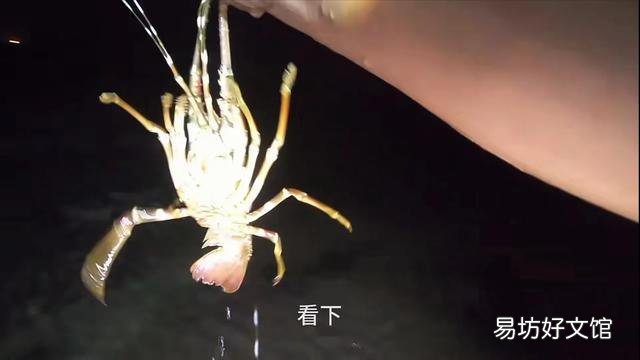 看到很多赶海人抓鱼的视频,海边的水坑真的有那么多鱼吗?