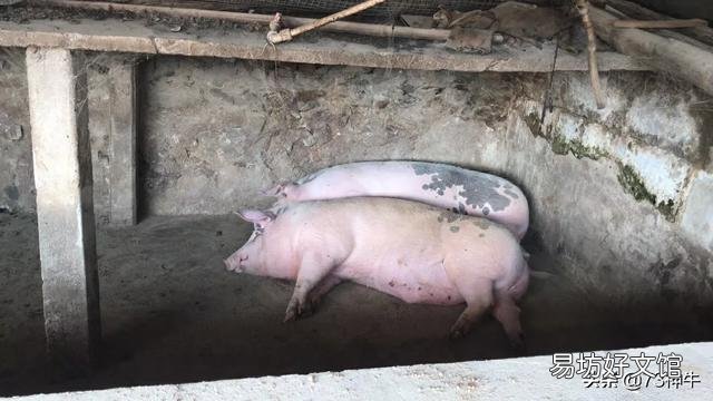 猪价暴跌23%,猪肉大跌8元,为何很多网友却说没怎么降?