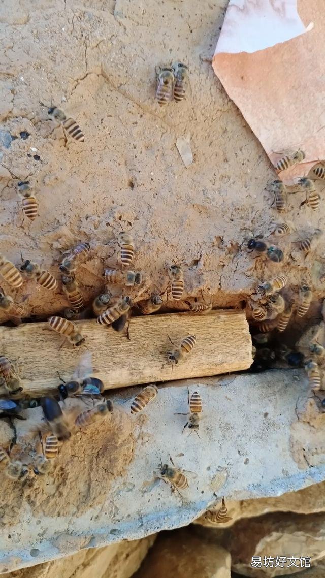 有些超市里500g的蜂蜜卖20元左右,你觉得是真的蜂蜜吗?