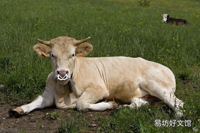 网络平台售卖的廉价牛肉是真牛肉吗？