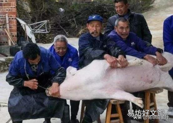 手工杀猪是一种什么体验?