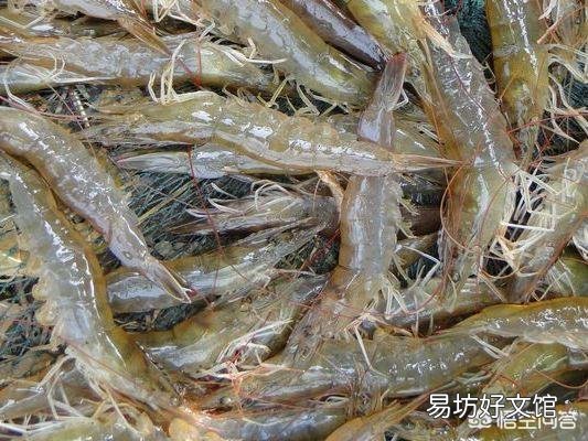 海虾都有哪些,哪种性价比比较高?