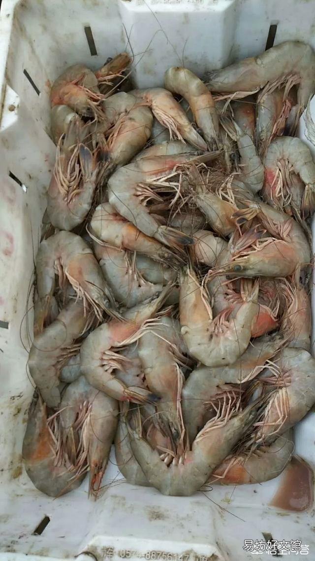 海虾都有哪些,哪种性价比比较高?