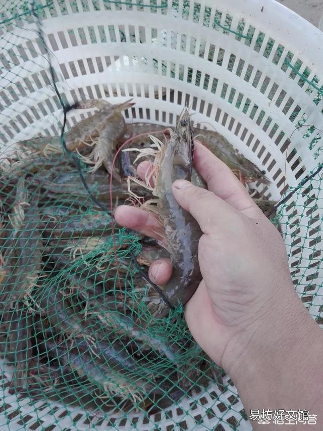 海虾都有哪些,哪种性价比比较高?
