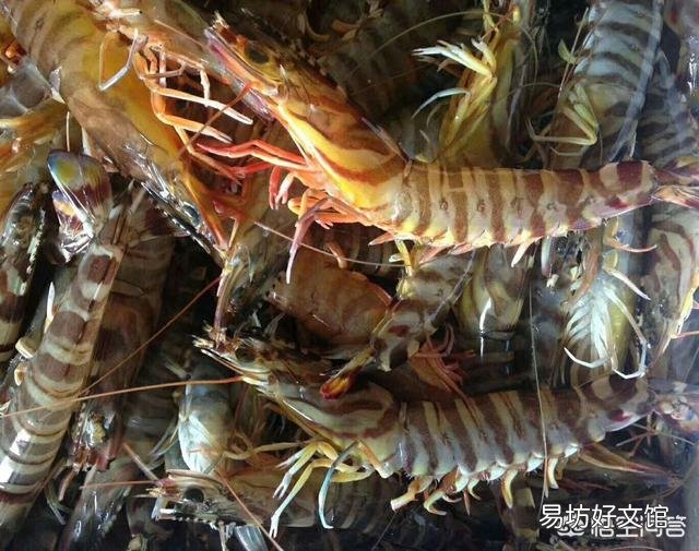 海虾都有哪些,哪种性价比比较高?