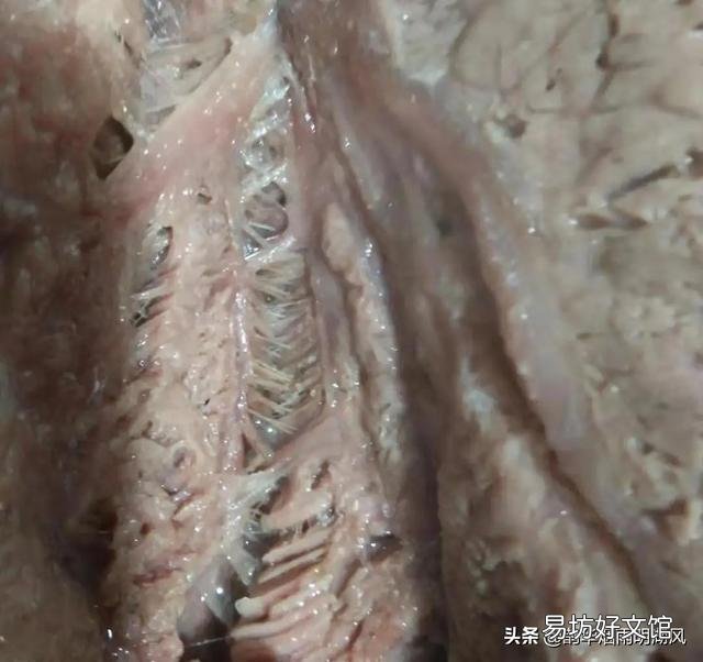 有些市场上卖的卤牛肉40元一斤,是真牛肉吗?有何依据?