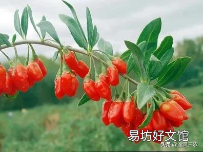在藥店買的枸杞和超市里買的有什么不同？