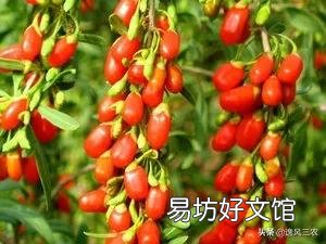 在藥店買的枸杞和超市里買的有什么不同？