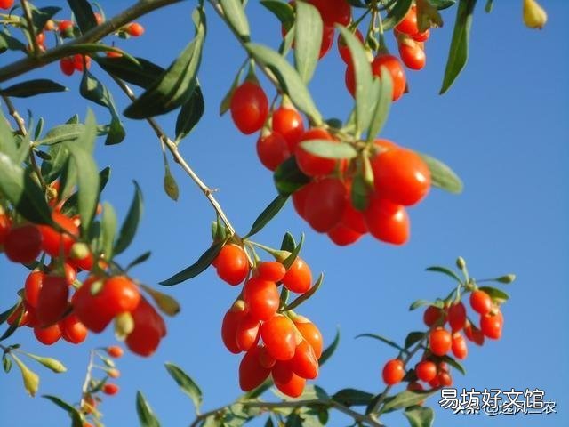在藥店買的枸杞和超市里買的有什么不同？