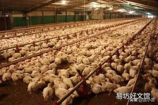 街边小摊,炸鸡架骨15块钱一斤再送半斤,这个到底是什么肉?