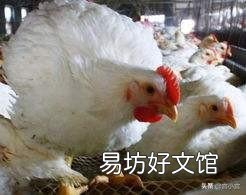 街边小摊,炸鸡架骨15块钱一斤再送半斤,这个到底是什么肉?
