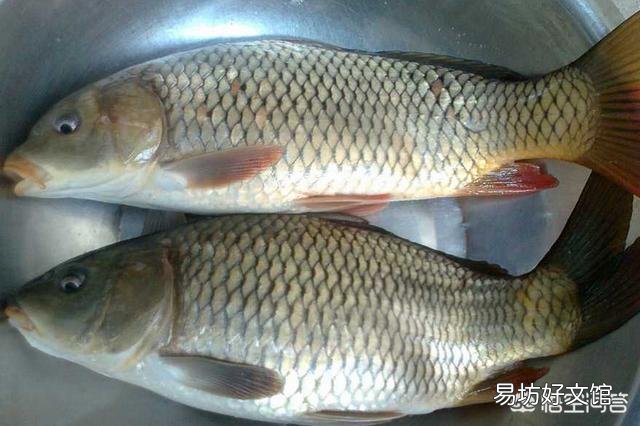 有人说“南方人不吃鲤鱼”,是真的吗?为什么不吃鲤鱼?