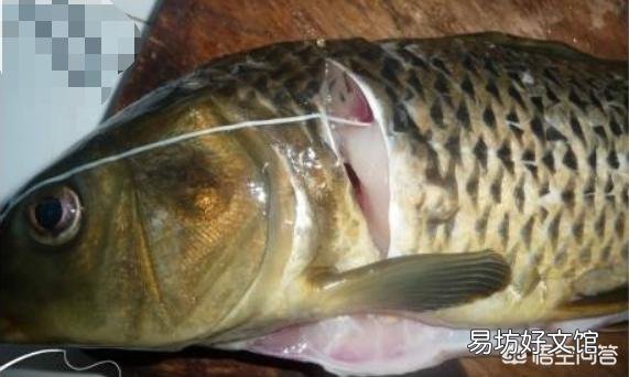有人说“南方人不吃鲤鱼”,是真的吗?为什么不吃鲤鱼?