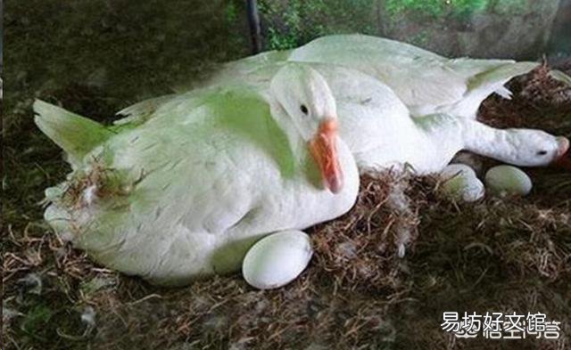 你认为鹅蛋有什么营养价值？